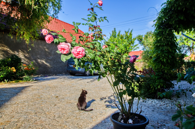 Zahrada s růžemi Sedlice #1