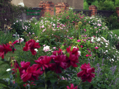 Neobyčejně obyčejná zahrada Růžová #3