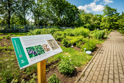 Zahrada léčivých rostlin Farmaceutické fakulty Univerzity Karlovy v Hradci Králové #4