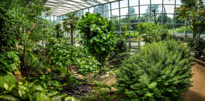 Zahrada léčivých rostlin Farmaceutické fakulty Univerzity Karlovy v Hradci Králové #3
