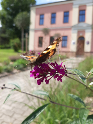 Motýlí zahrada a Umělecké vyhlídky Františka Palackého, Hodslavice #1