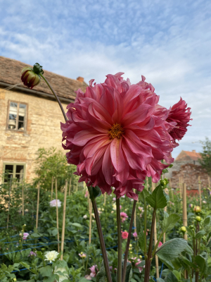 Květinový statek Gardenista #4