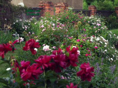 Neobyčejně obyčejná zahrada Růžová #4