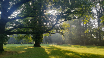 Zámecký park Paskov #3